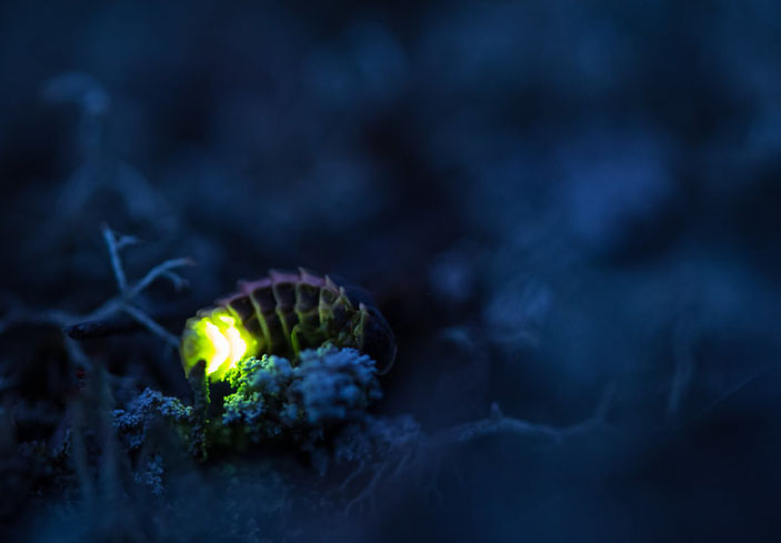 Биолюминесценция: можно ли использовать светящиеся растения («Популярная механика» №3, 2018)