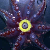 Самка осьминога Bolitaena pygmaea со светящимся кольцевым фотофором