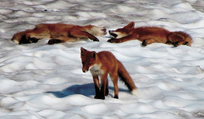 Лисы-огневки («Наука из первых рук» №1(55), 2014)