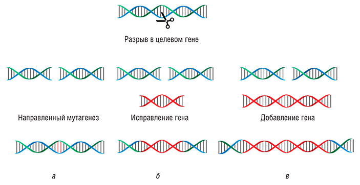 Система CRISPR/Cas позволяет разрезать цепь ДНК в одном, строго определенном месте («Наука из первых рук» №2(56), 2014)