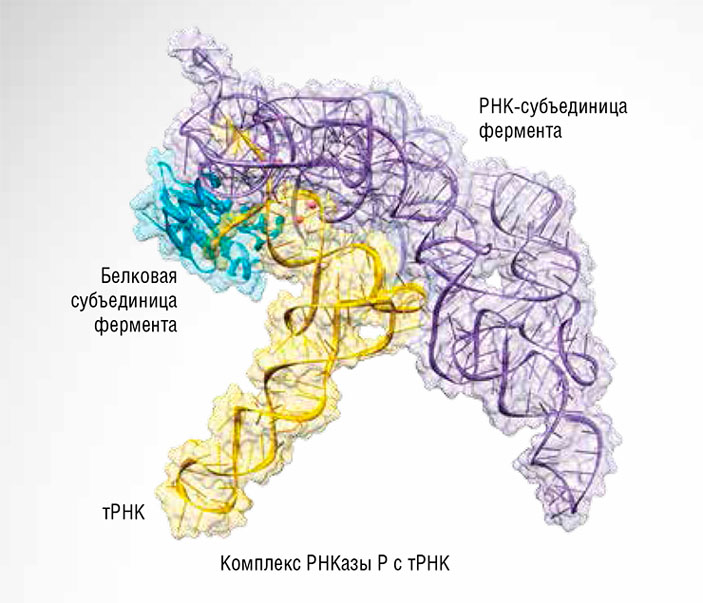 Фермент РНКаза P во всех живых организмах находится в комплексе как минимум с одним белком («Наука из первых рук» №3/4(57/58), 2014)
