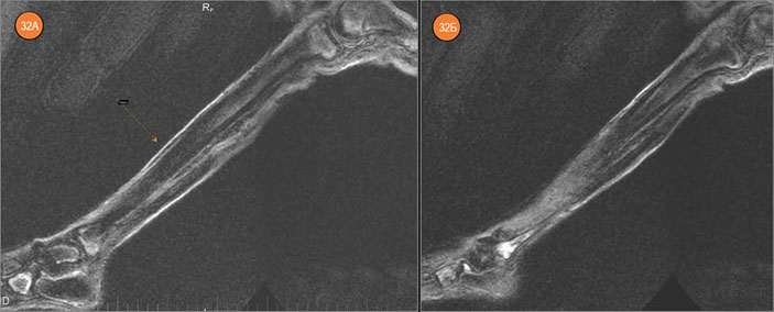 МР-томограммы мумии «Алтайской принцессы» («Наука из первых рук» №3/4(57/58), 2014)