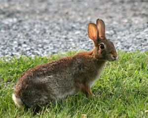 Кролик. Фото: Amy Jett / flickr.com («Химия и жизнь» №4, 2018)