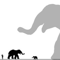 Инопланетные слоны — какие они?