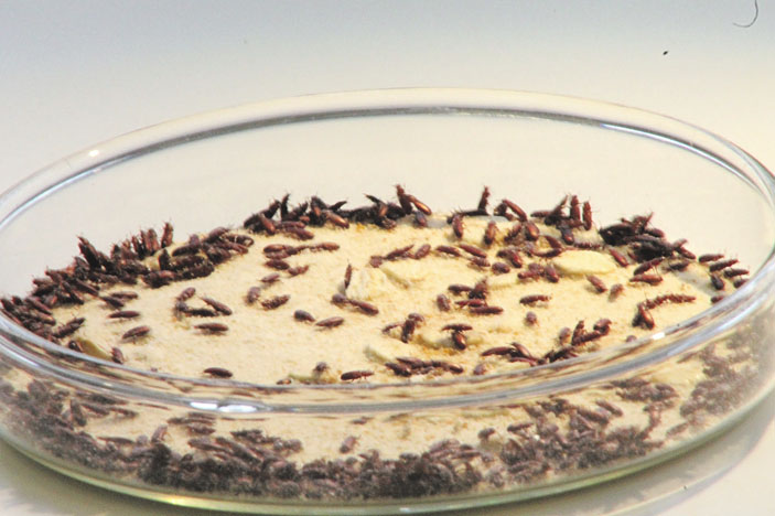 Рис. 1. Сто жуков в одной чашке — популяция (matthewgagelab.com) («Троицкий вариант» №10, 2018)