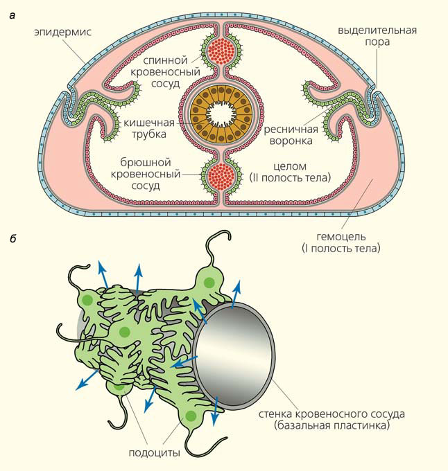 Рис. 3. Строение органов выделения у беспозвоночных («Природа» №7, 2016)