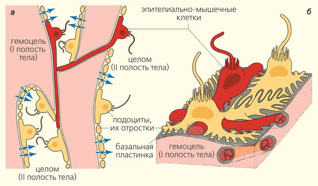 Рис. 4. Строение и функционирование осевого органа морской звезды Asterias amurensis («Природа» №7, 2016)