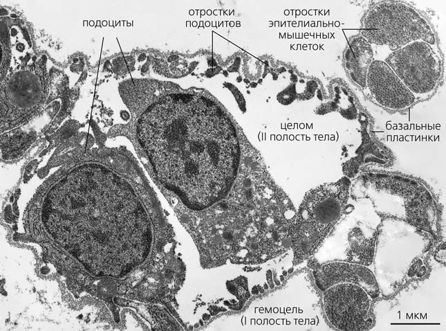 Рис. 5. Ультраструктурная фотография осевого органа морской звезды Asterias amurensis («Природа» №7, 2016)
