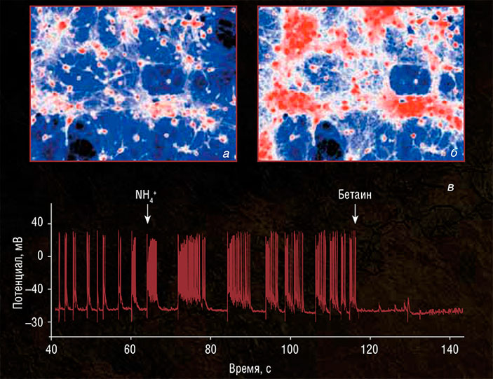 Активность нейронной сети, регистрируемая в культуре клеток гиппокампа крыс по свечению кальция: до введения аммония и при гипераммонемии («Наука из первых рук» №6(60), 2014)