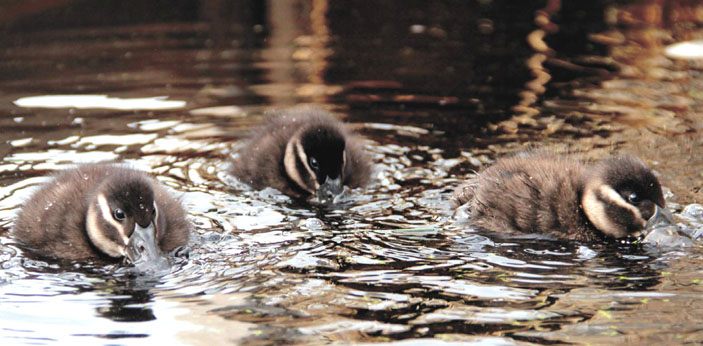 У савки будет будущее! («Наука из первых рук» №6(60), 2014)