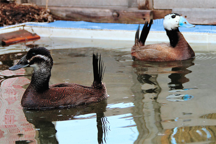 Самка и самец белоголовой савки («Наука из первых рук» №6(60), 2014)