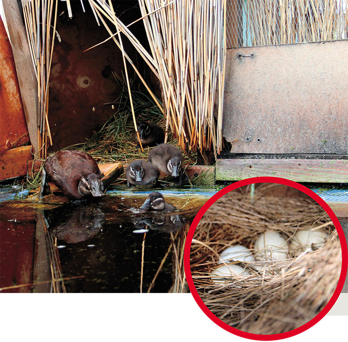 Кладка и птенцы белоголовой савки («Наука из первых рук» №6(60), 2014)