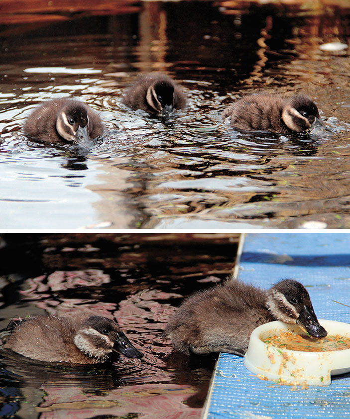 Птенцы савки кормятся в Карасукском питомнике («Наука из первых рук» №6(60), 2014)