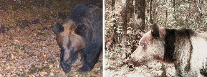 Медведи промежуточной окраски в Большехехцирском заповеднике («Природа» №8, 2016)