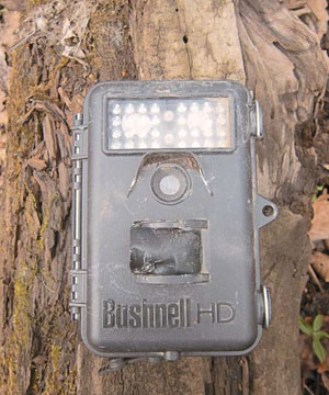 Фотоловушка, поврежденная бурым медведем («Природа» №8, 2016)