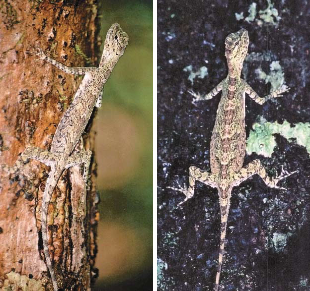 Индокитайский летучий дракон («Природа» №8, 2016)