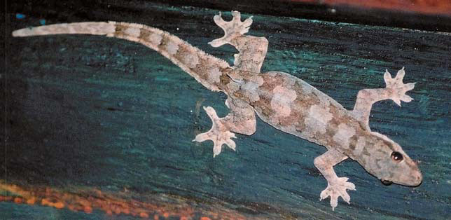 Плоскохвостый домовый геккон (Cosymbotus platyurus) («Природа» №8, 2016)