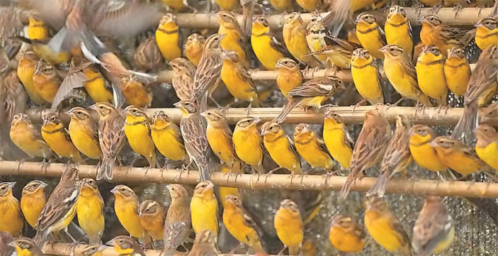 Дубровники, отловленные в Китае браконьерами («Природа» №8, 2016)