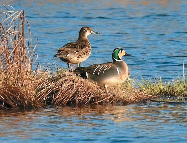 Пара клоктунов в Норском заповеднике («Природа» №8, 2016)