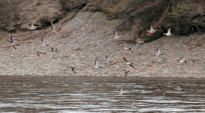 Стайка клоктунов на р. Селемдже («Природа» №8, 2016)