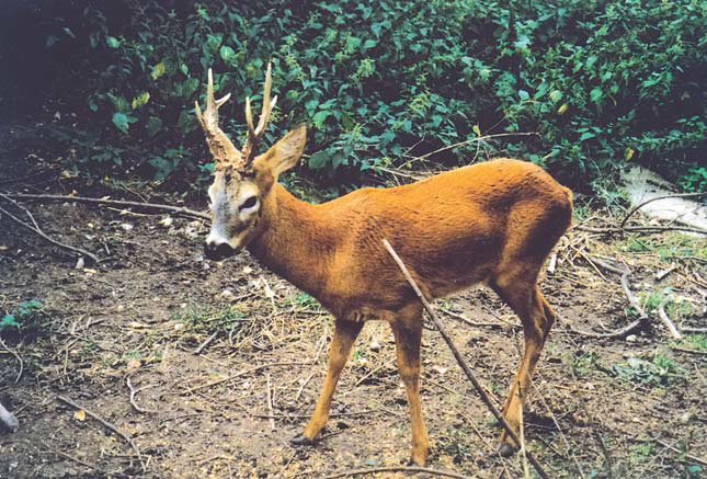 Европейская косуля: вариация летней окраски. Фото Р. Прайора («Природа» №8, 2016)