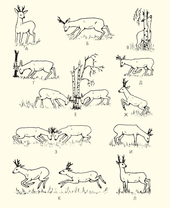 Антагонистическое поведение самцов косуль («Природа» №8, 2016)