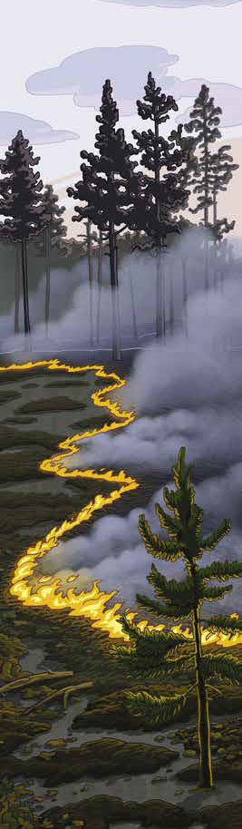 Рисунок Марии Усеиновой («Квантик» №7, 2017)