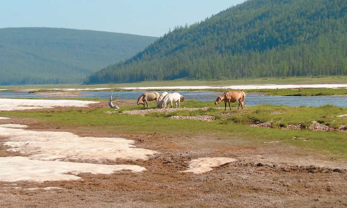 Одичавшие лошади в долине р. Селиндэ («Природа» №9, 2016)
