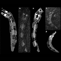 Рис. 1. Древняя минога Priscomyzon riniensis