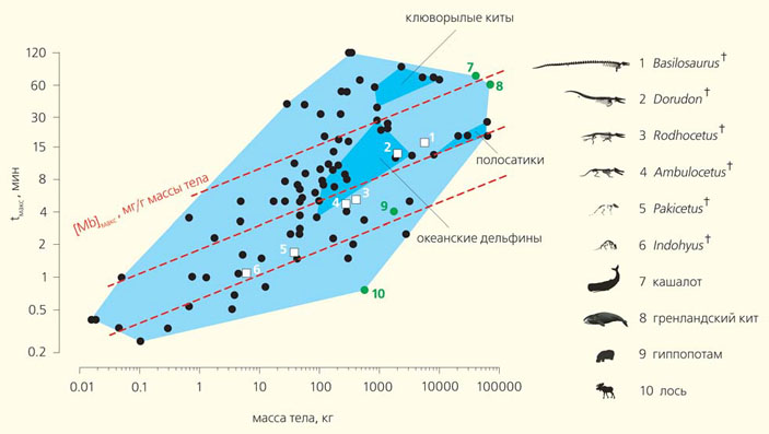 Рис. 5. Зависимость максимального интервала между вдохами максимальной концентрации миоглобина  и массы тела у китопарнокопытных («Природа» №10, 2016)