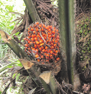 mify palmovoe maslo 300 пальмовое масло мифы и реальность