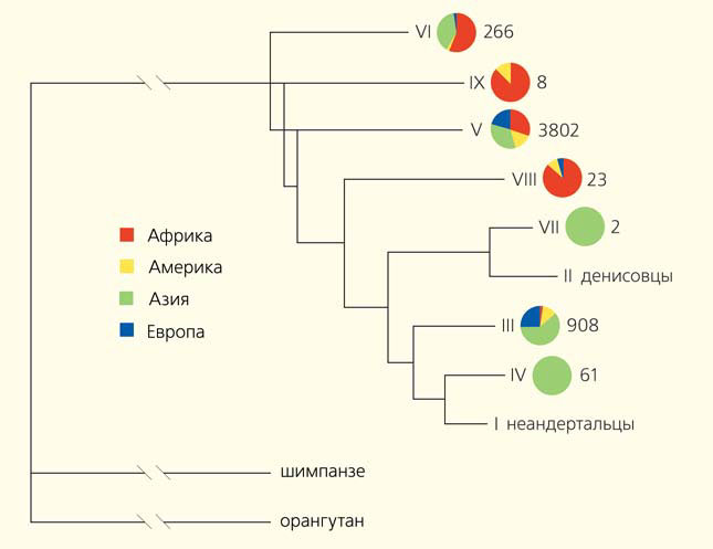 Рис. 5. Филогенетическое дерево вариантов кластера генов TLR6-TLR1-TLR10 («Природа» №11, 2016)