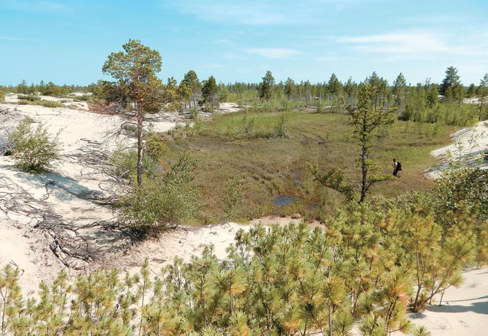 Осоковое болото в междюнном понижении Кысыл-Сырского тукулана («Природа» №11, 2016)