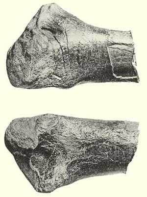Рисунок из статьи Рябинина «Заметка о динозавре из Забайкалья» («Природа» №11, 2016)