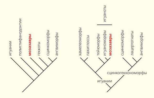 Два варианта филогенетических связей ящериц («Природа» №1, 2017)