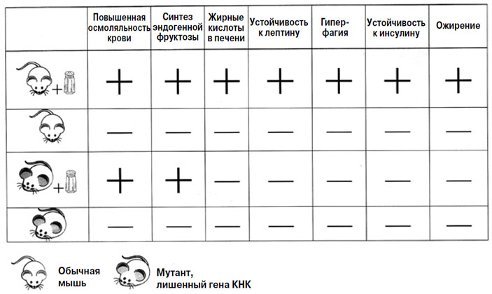 Рис. 3. Мыши, у которых нарушен метаболизм фруктозы, от соли не толстеют («Химия и жизнь» №8, 2018)