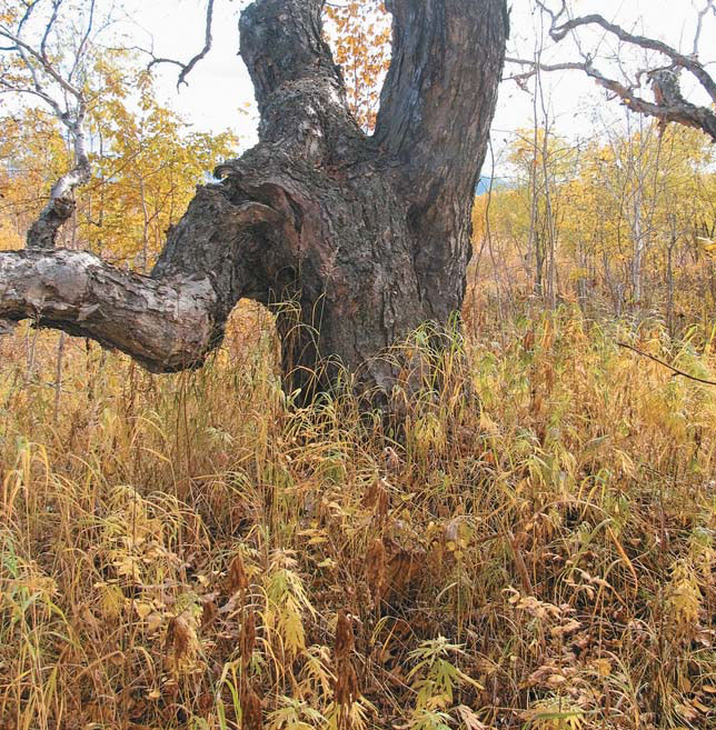 Каменная береза Камчатки («Природа» №2, 2017)