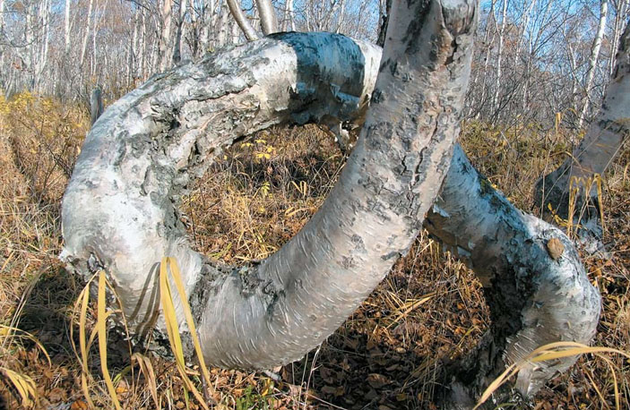 Каменная береза Камчатки («Природа» №2, 2017)