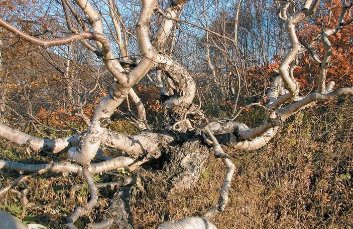 Каменная береза Камчатки («Природа» №2, 2017)