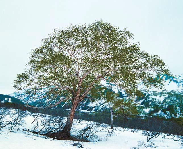 Каменная береза Камчатки («Природа» №2, 2017)