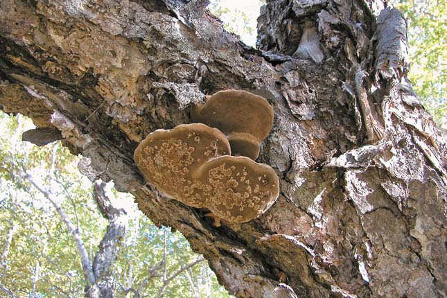 Трутовик обыкновенный («Природа» №2, 2017)