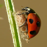 Чужие против хищников