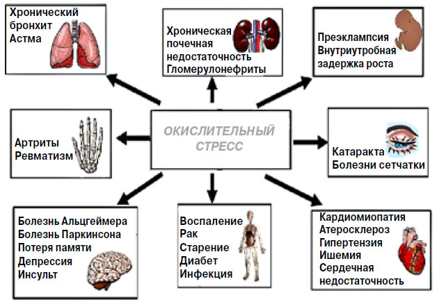 Рис. 1. Окислительный стресс может поразить любую ткань («Химия и жизнь» №5, 2018)