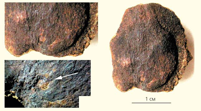 Семя Cardiocarpus cordatus («Природа» №3, 2017)