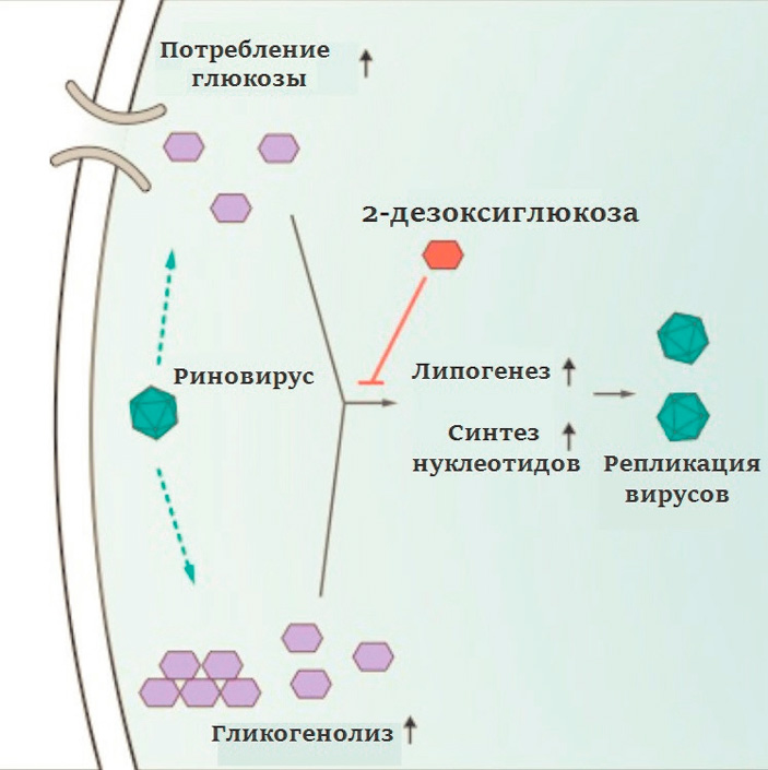 Схема метаболических изменений, вызванных риновирусной инфекцией, и действие 2-дезоксиглюкозы (Gualdoni et al., 2018) («ТрВ» №17(261), 28.08.2018)