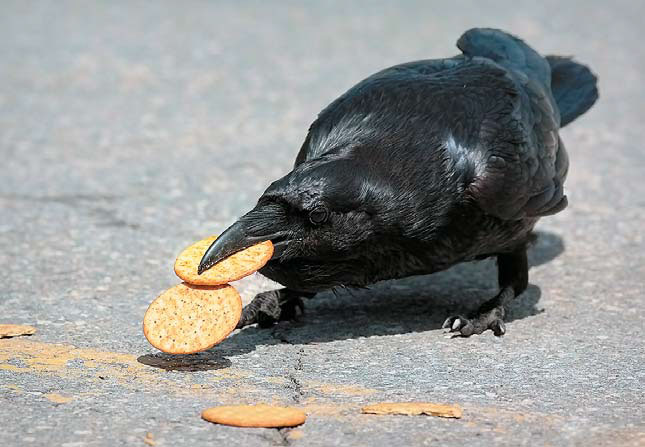 Ворон с крекером («Природа» №4, 2017)