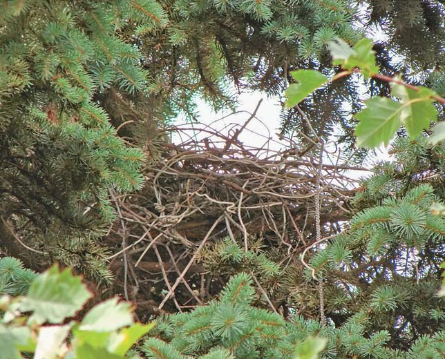 Гнездо ворона с вплетенными кусками проволоки. Фото Т. В. Хохловой («Природа» №4, 2017)