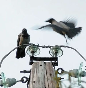 Стайка большеклювых ворон, вьющихся у вершины столба («Природа» №4, 2017)