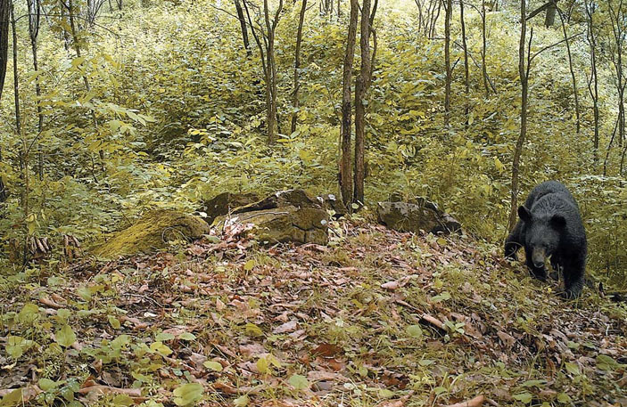 Гималайский медведь («Природа» №4, 2017)