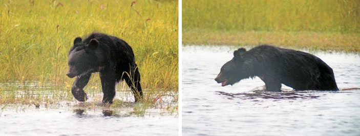 Медведь озеро Залив Пешков в устье р. Чирки («Природа» №4, 2017)
